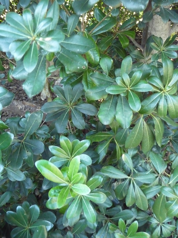 Dwarf Mock Orange - Pittosporum tobira 'Wheeler's Dwarf' from Kings Garden Center