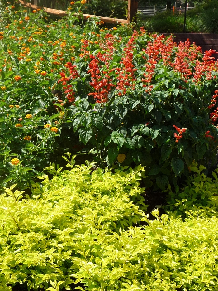 True Yellow Alternanthera - Alternanthera ficoidea 'True Yellow' from Kings Garden Center