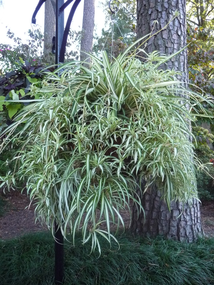 Variegated Spider Plant - Chlorophytum comosum 'Variegatum' from Kings Garden Center