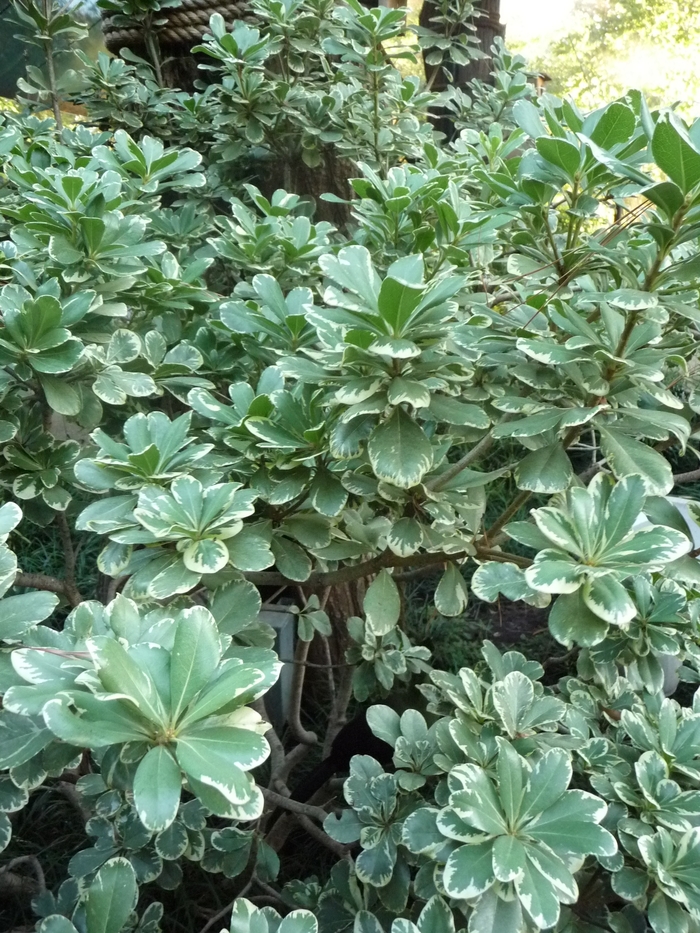 Variegated Mock Orange - Pittosporum tobira 'Variegata' from Kings Garden Center