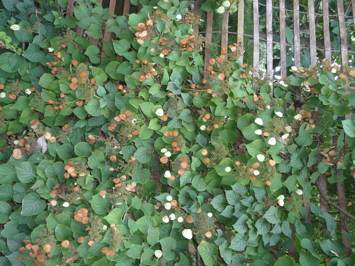 Japanese Hydrangea Vine - Schizophragma hydrangeoides 'Moonlight' from Kings Garden Center