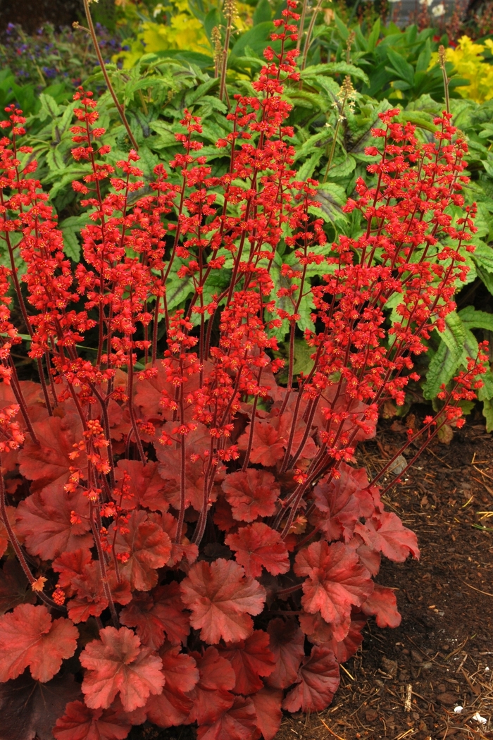 Coral Bells - Heuchera 'Cherry Cola' from Kings Garden Center