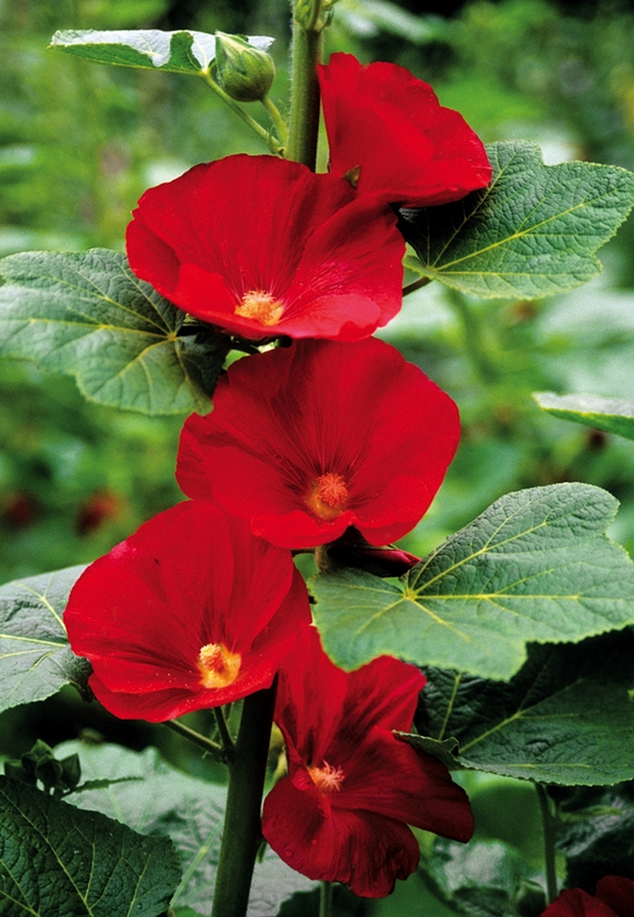 Hollyhock - Alcea rosea 'Mars Magic' from Kings Garden Center