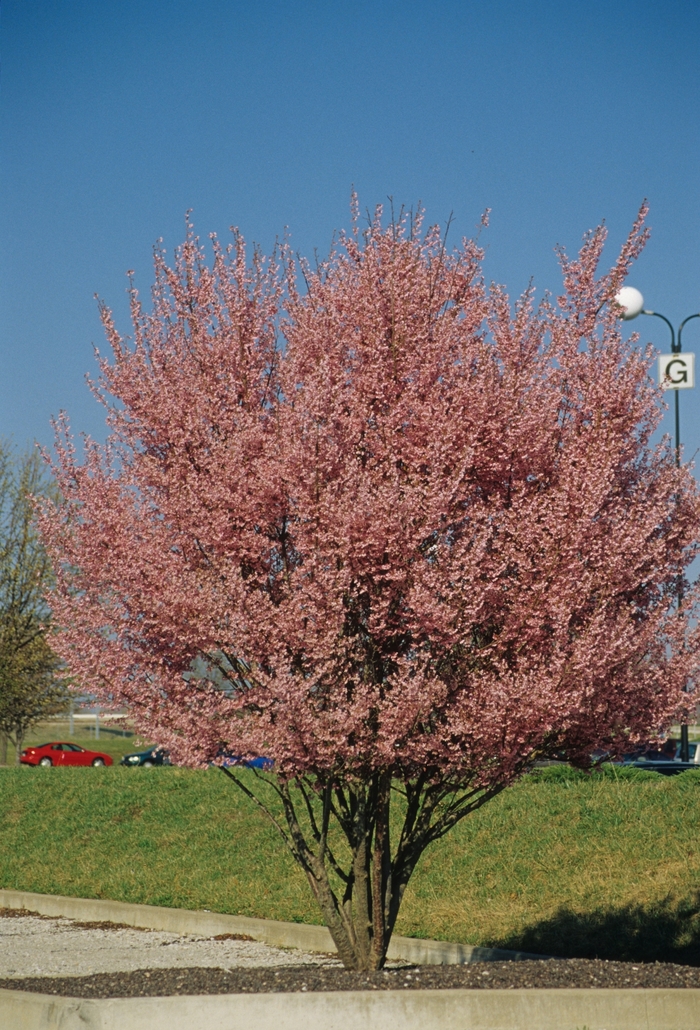 Okame Cherry - Prunus x 'Okame' from Kings Garden Center