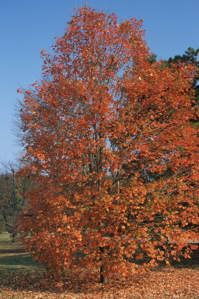 Sugar Maple - Acer saccharum from Kings Garden Center