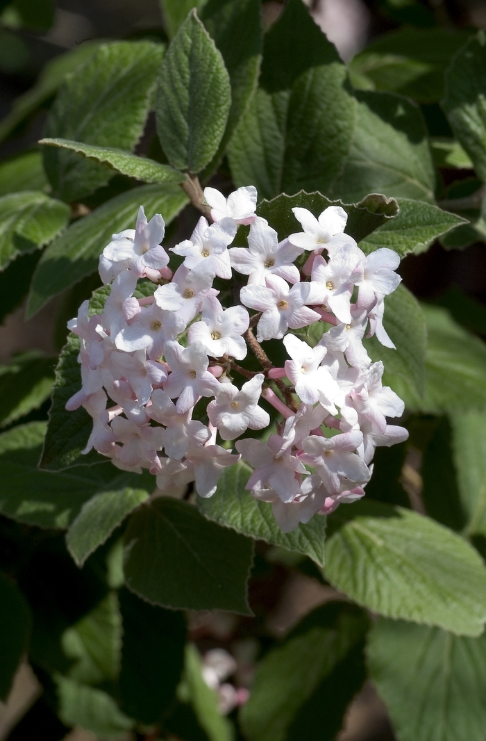 Korean Spice Viburnum - Viburnum carlesii from Kings Garden Center