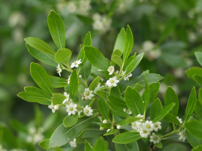 Inkberry Holly - Ilex glabra from Kings Garden Center