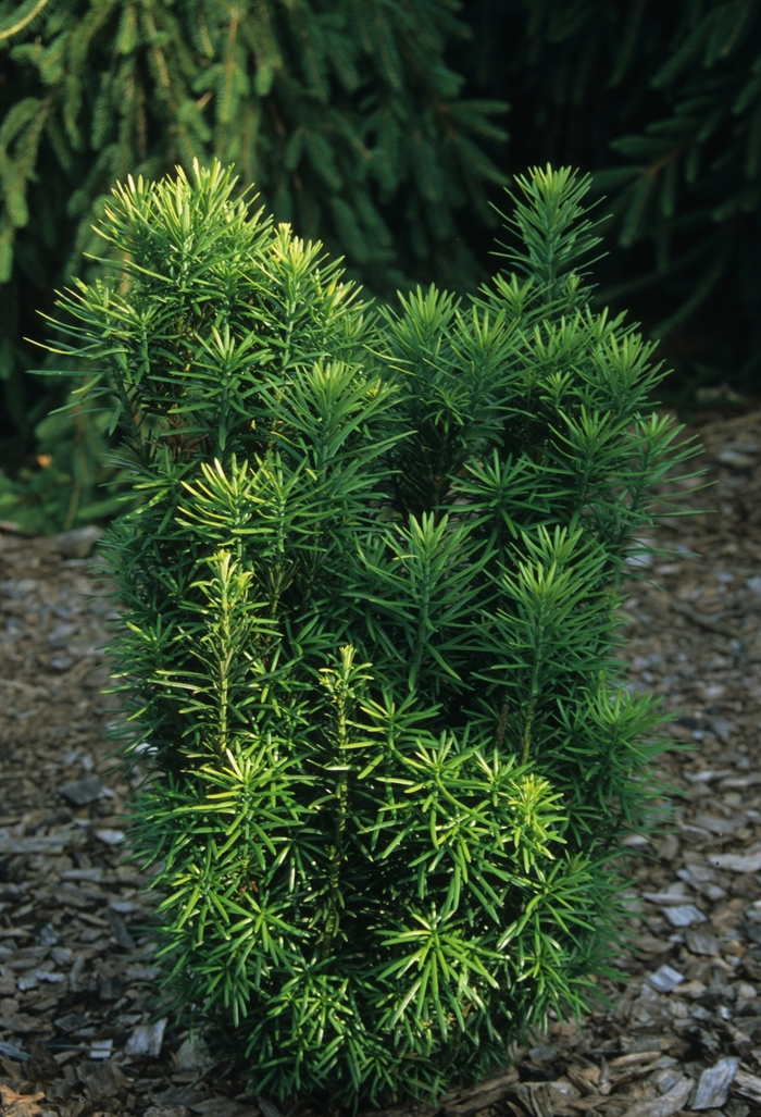 Japanese Plum Yew - Cephalotaxus harringtonia 'Fastigiata' from Kings Garden Center