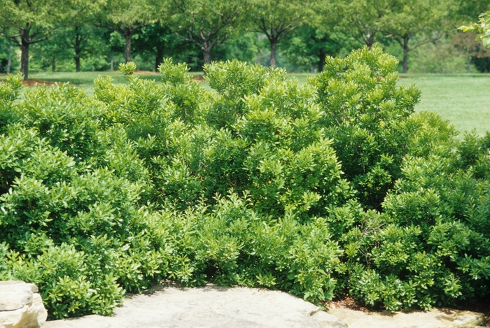 Southern Wax Myrtle - Myrica cerifera from Kings Garden Center