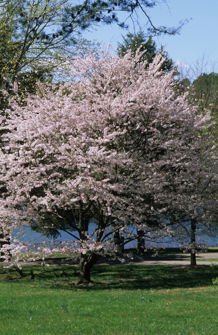 Yoshino Cherry - Prunus x yedoensis from Kings Garden Center