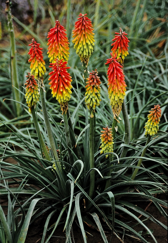 Red Hot Poker - Kniphofia hirsuta 'Fire Dance' from Kings Garden Center