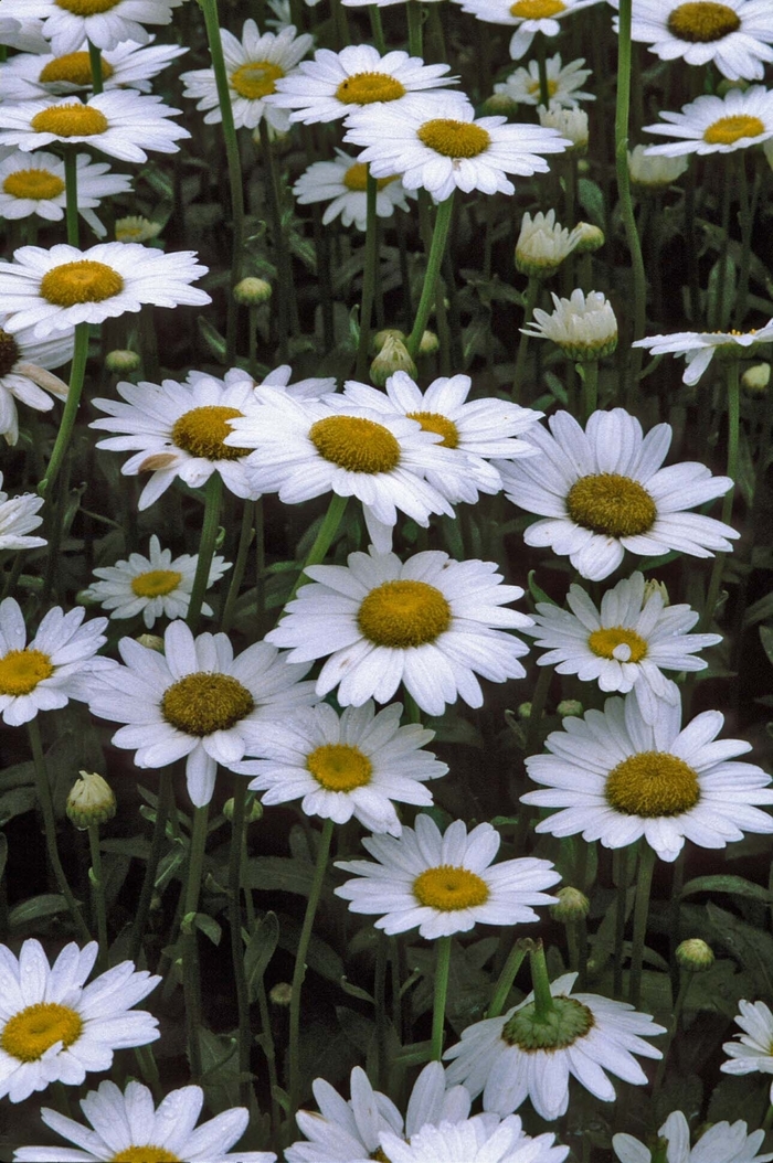 Shasta Daisy Becky - Leucanthemum superbum ''Becky'' from Kings Garden Center