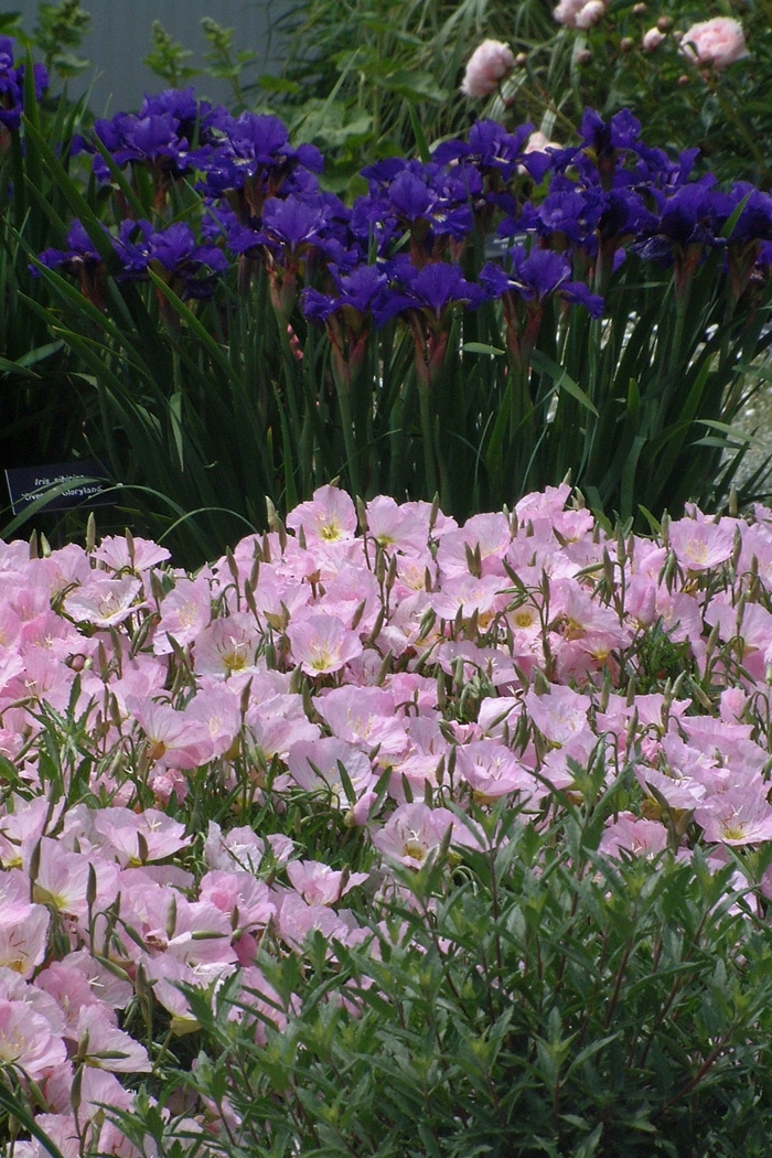 Evening Primrose - Oenothera speciosa from Kings Garden Center