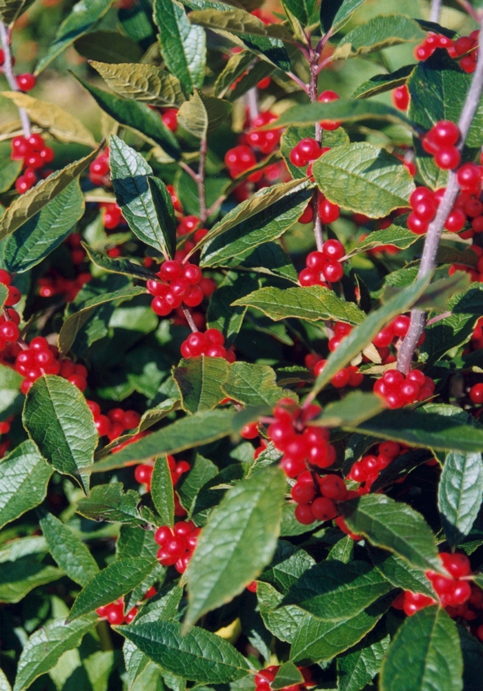 Winter Red Winterberry - Ilex verticillata 'Winter Red' from Kings Garden Center