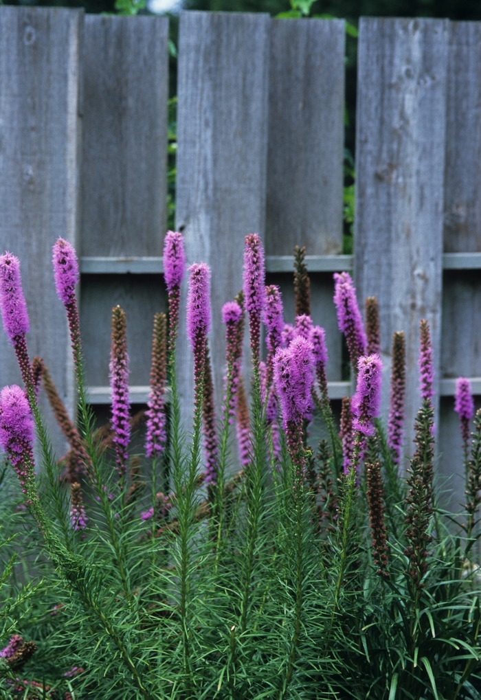 Blazing Star - Liatris spicata ''Kobold'' from Kings Garden Center