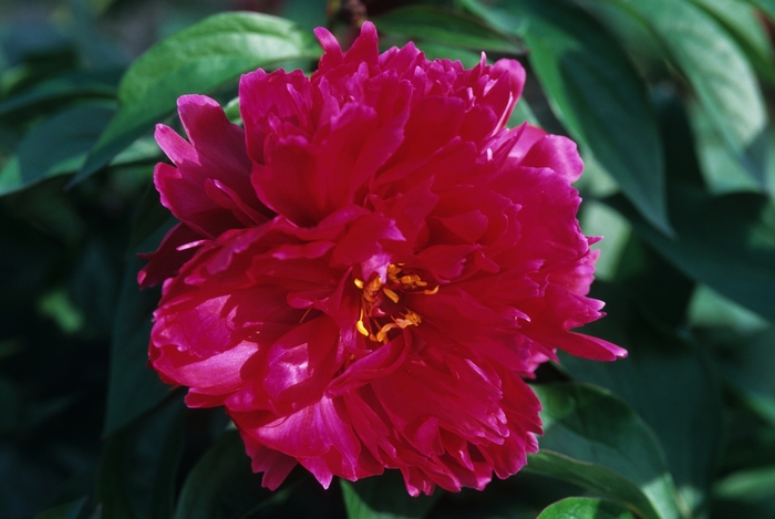 Peony - Paeonia 'Karl Rosenfeld' from Kings Garden Center