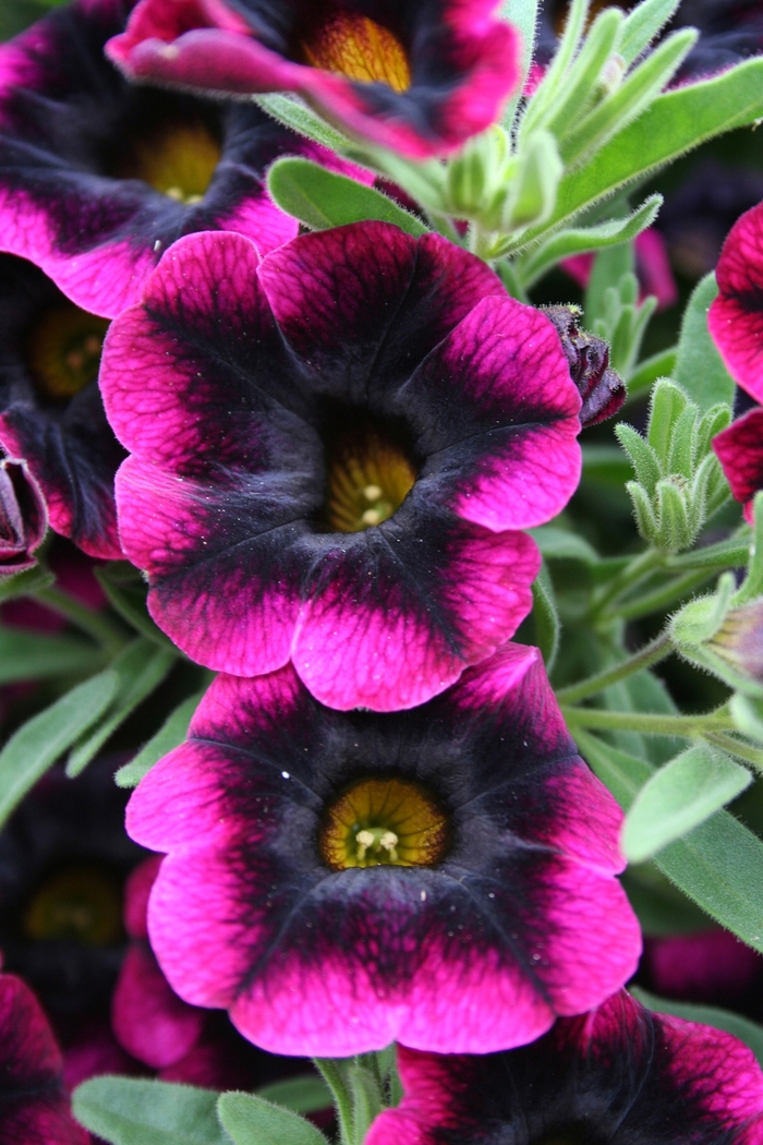 Superbells® Blackberry Punch - Calibrachoa hybrid from Kings Garden Center