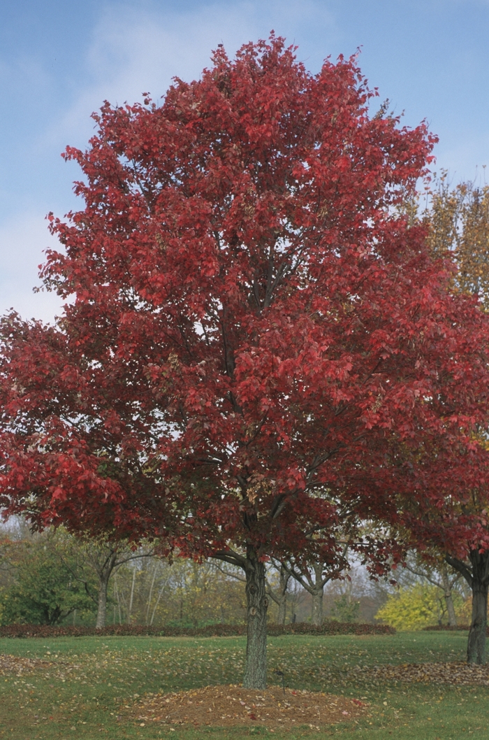 Red Maple - Acer rubrum from Kings Garden Center