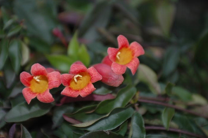  Cross Vine - Bignonia capreolata from Kings Garden Center