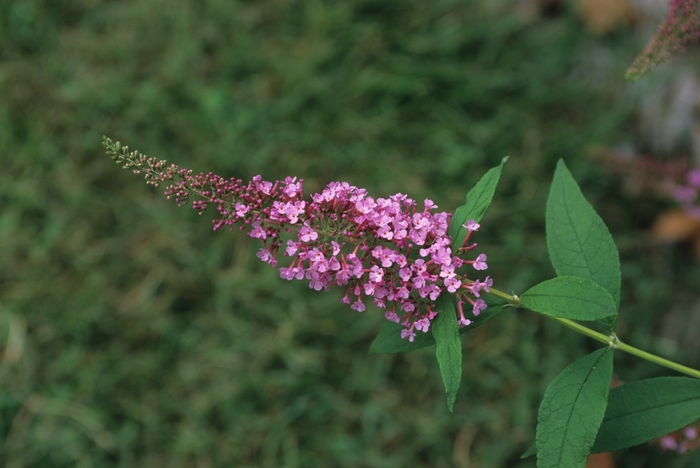 Charming Butterfly Bush - Buddleia davidi 'Monarch Prince Charming' from Kings Garden Center