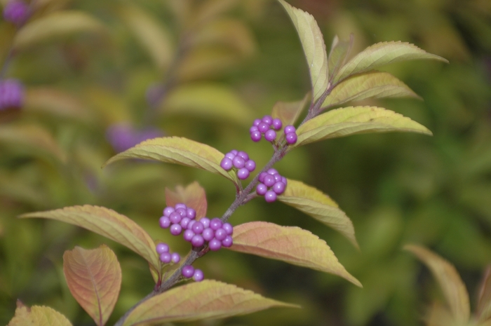 Early Amethyst Purple Beautyberry - Callicarpa dichotoma 'Early Amethyst' from Kings Garden Center