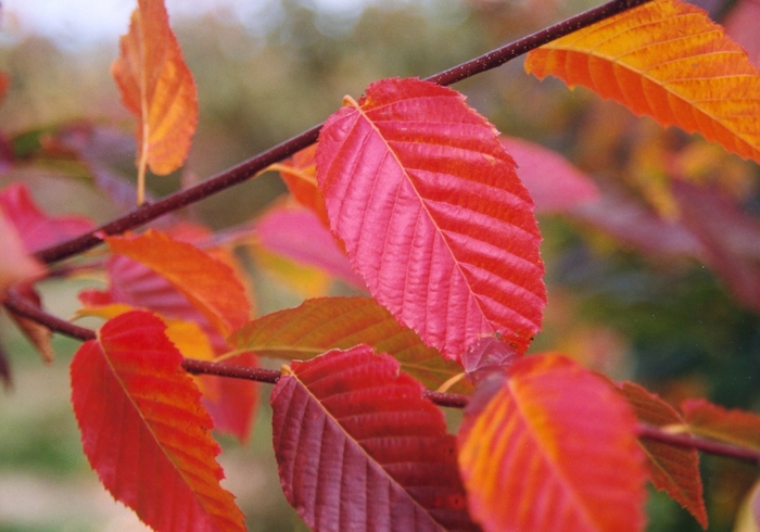 American Hornbeam - Carpinus caroliniana from Kings Garden Center