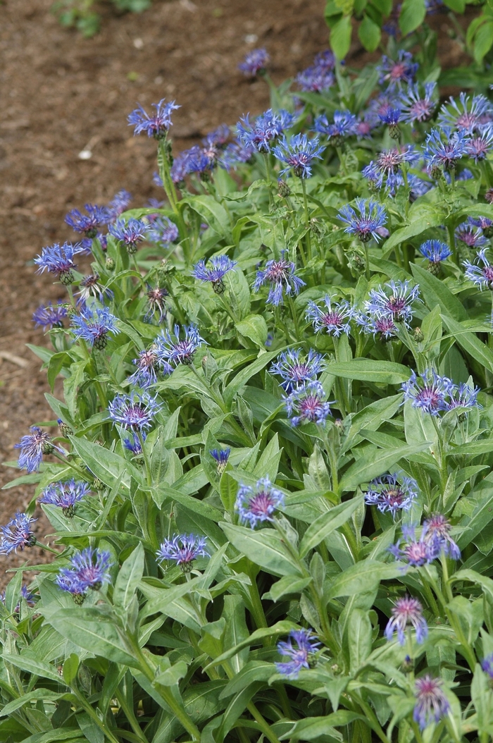 Bachelor Buttons Annual Or Perennial : perennial bachelor buttons | one of my top 5 favorite ... - Be aware of what you're growing around kids, pets, and everyone you love.