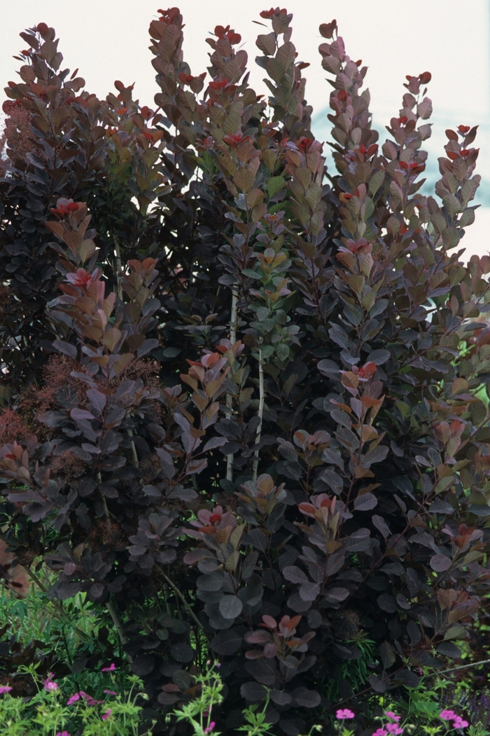 Royal Purple Smoketree - Cotinus coggygria 'Royal Purple' from Kings Garden Center