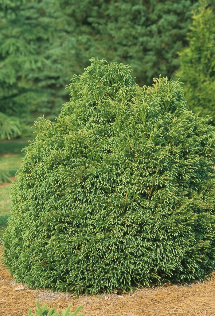 Dwarf Globe Japanese Cedar - Cryptomeria japonica 'Globosa Nana' from Kings Garden Center