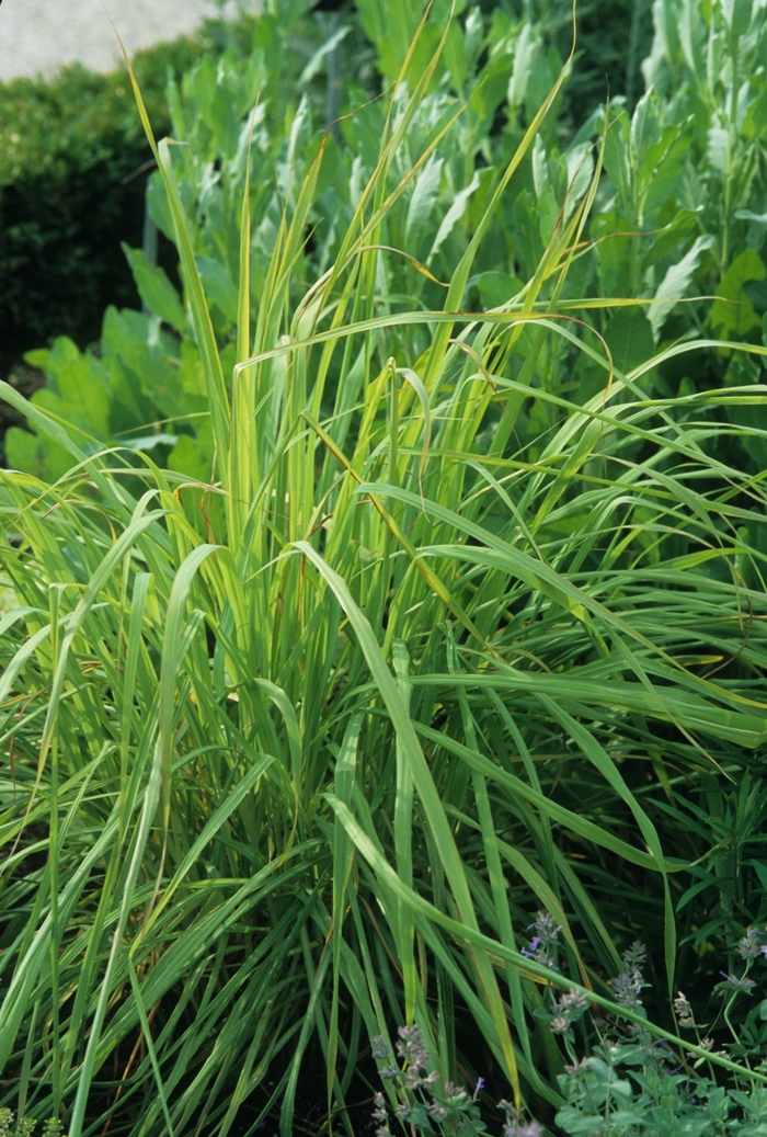 Lemon Grass - Cymbopogon citratus from Kings Garden Center