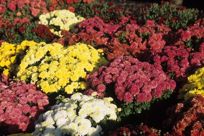 Mum - Chrysanthemum Garden Mums 'Multiple Varieties' from Kings Garden Center