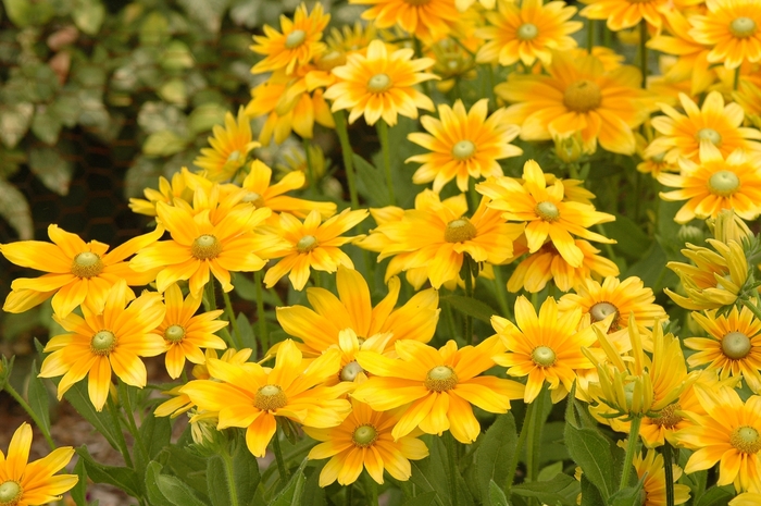 Rudbeckia Prairie Sun - Rudbeckia hirta 'Prairie Sun' from Kings Garden Center