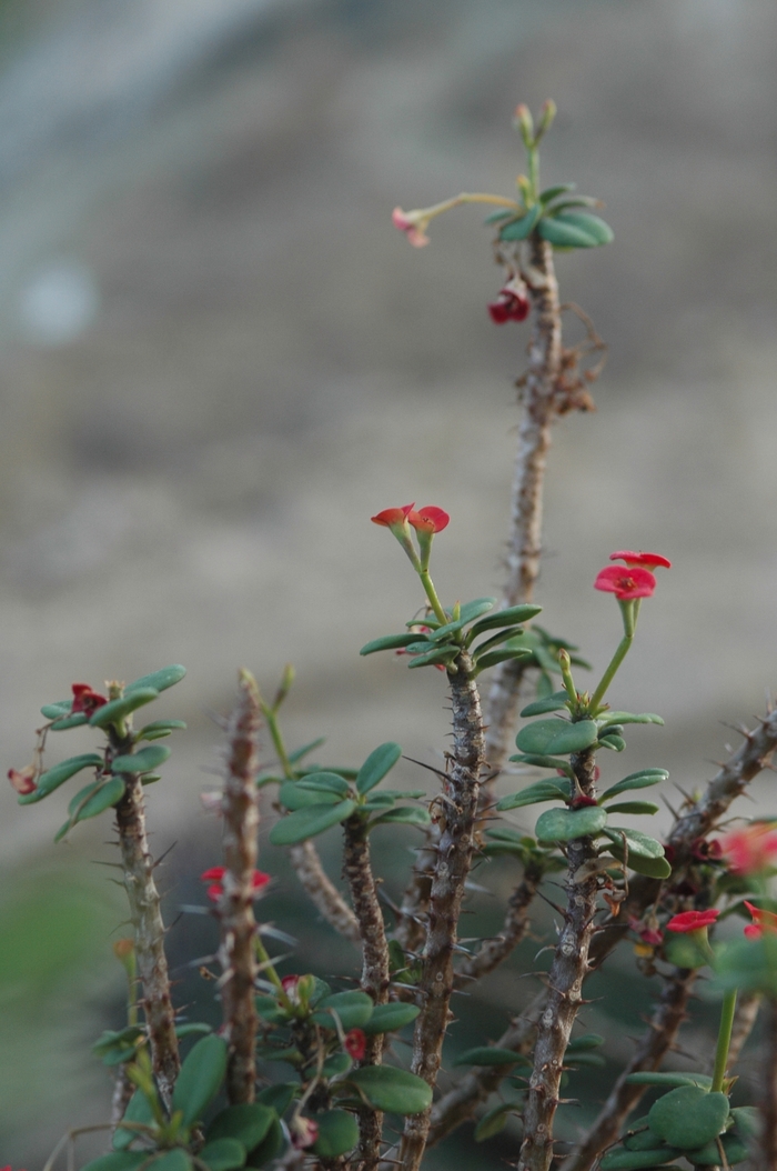 Crown of Thorns - Euphorbia milii var. splendens from Kings Garden Center