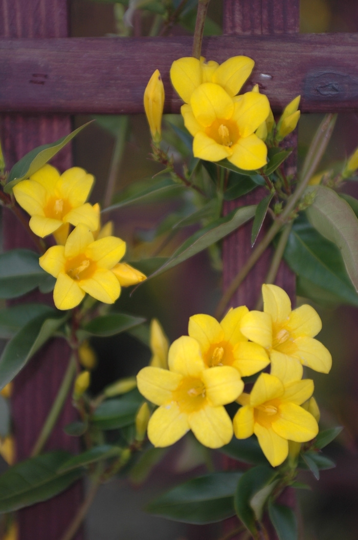 Swamp Jessamine - Glesemium rankinii from Kings Garden Center