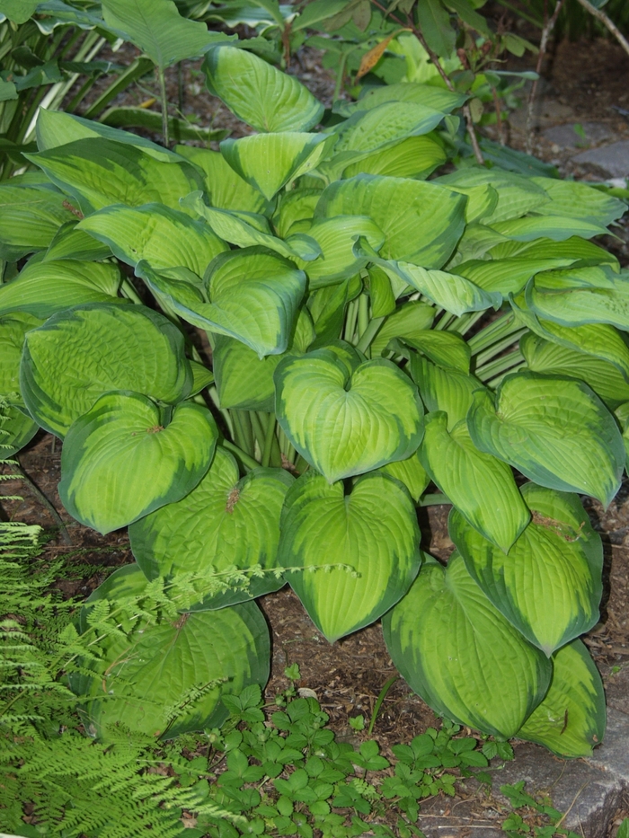 Hosta 