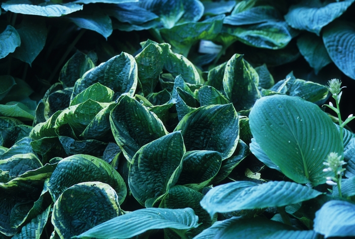 Hosta - Hosta 'Christmas Tree' from Kings Garden Center