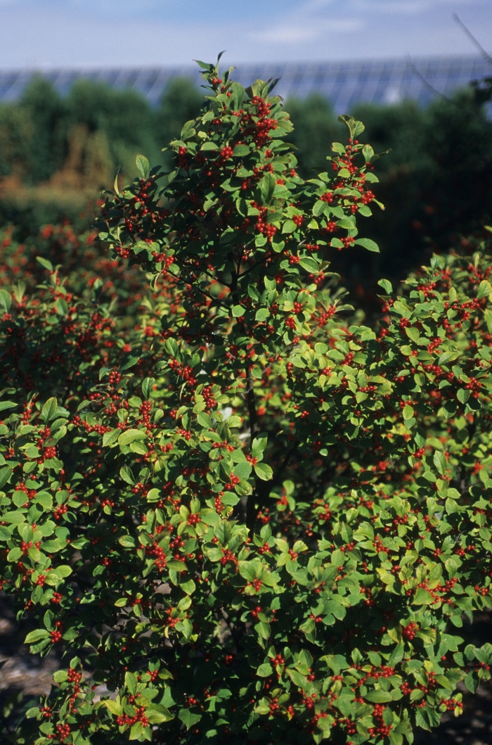 Sparkleberry Winterberry - Ilex verticillata 'Sparkleberry' from Kings Garden Center