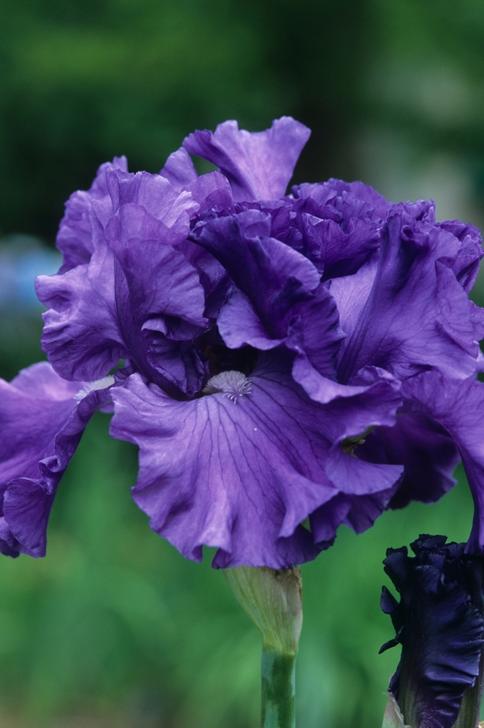 Bearded Iris - Iris germanica from Kings Garden Center