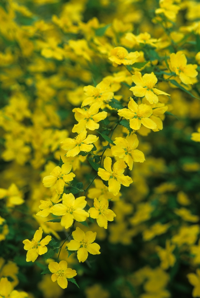 Japanese Kerria - Kerria japonica from Kings Garden Center