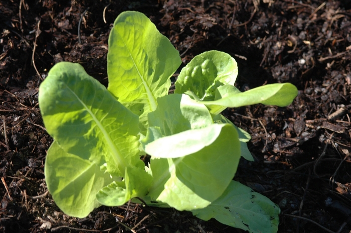  Buttercrunch Lettuce - Lactuca sativa from Kings Garden Center