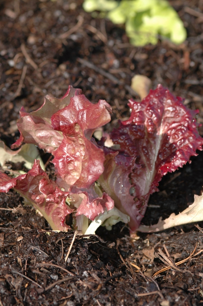 New Red Fire Lettuce - Lactuca sativa 'New Red Fire' from Kings Garden Center