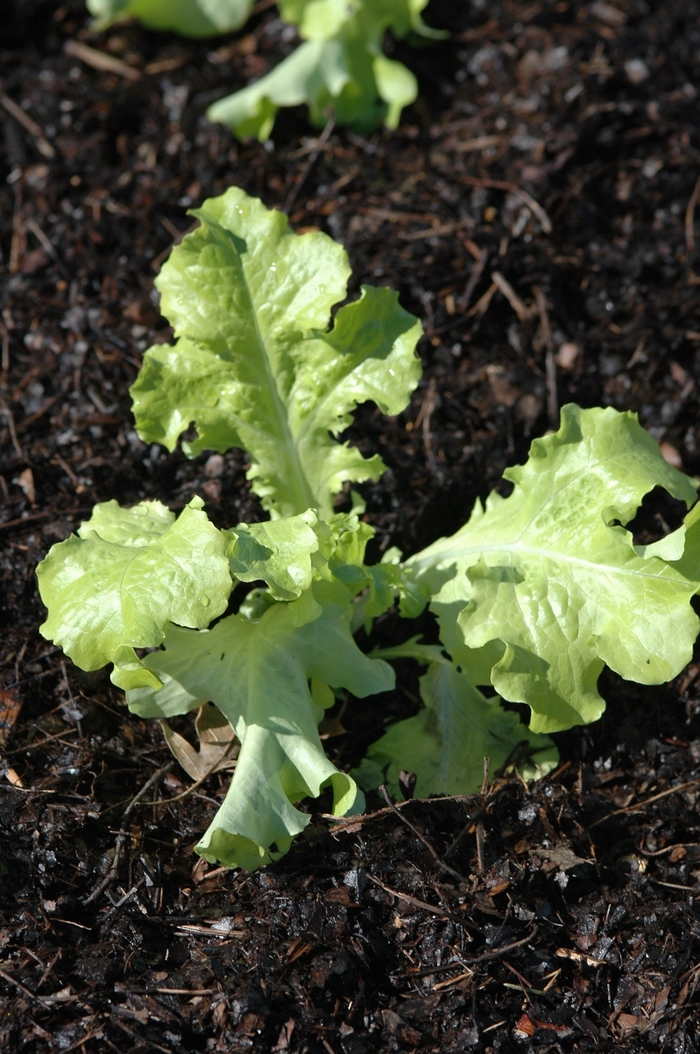 Saladbowl Lettuce - Lactuca sativa 'Saladbowl' from Kings Garden Center