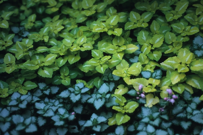 Dead Nettle - Lamium maculatum 'Pink Pewter' from Kings Garden Center