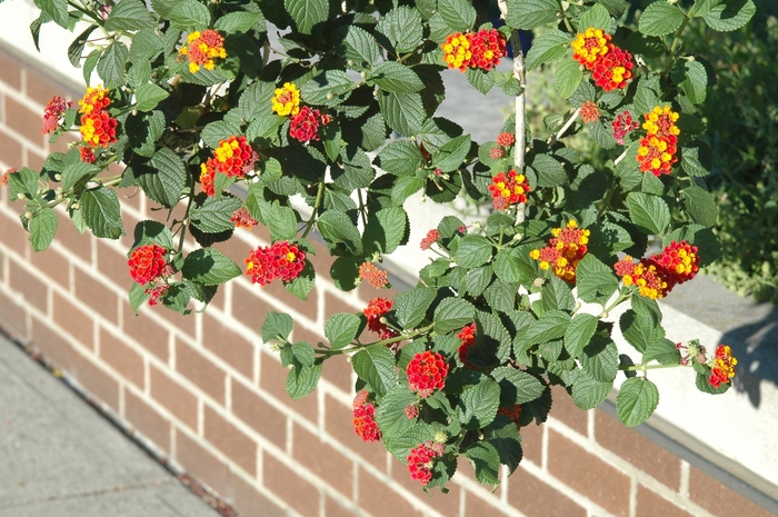 Miss Huff Lantana - Lantana 'Miss Huff' from Kings Garden Center