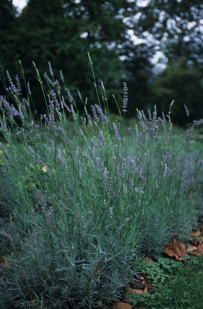 Provence French Lavender - Lavandula x intermedia 'Provence' from Kings Garden Center