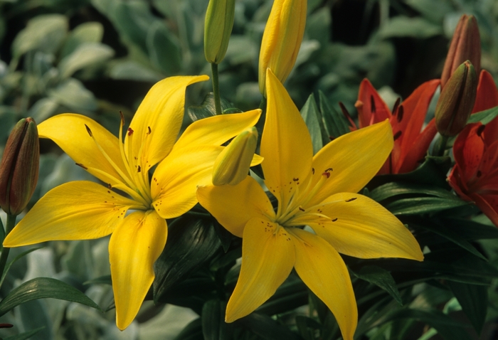 Asiatic hybrid lilies - Lilium Asiatic hybrids from Kings Garden Center