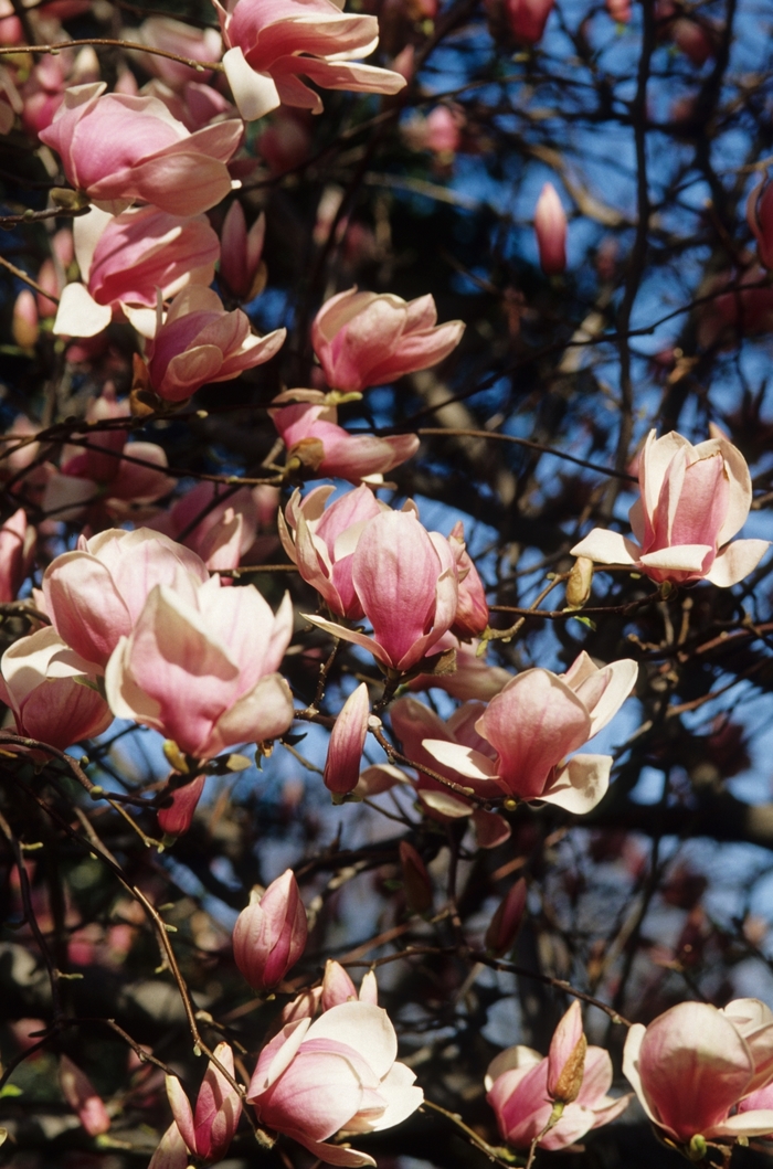 Saucer Magnolia - Magnolia x soulangiana from Kings Garden Center