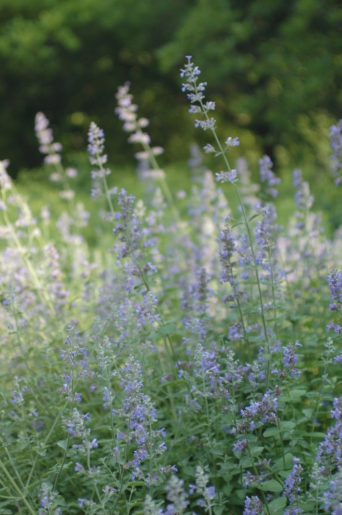 Catmint - Nepeta x 'faassenii' from Kings Garden Center