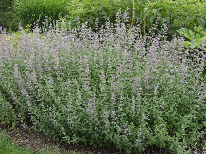 Catmint - Nepeta 'Six Hill's Giant' from Kings Garden Center