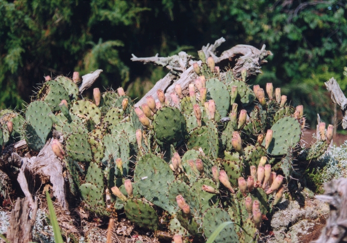 Multiple Varieties - Opuntia species from Kings Garden Center